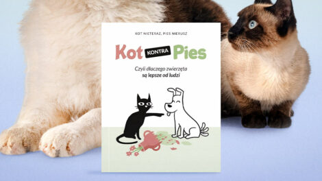 Kot kontra pies