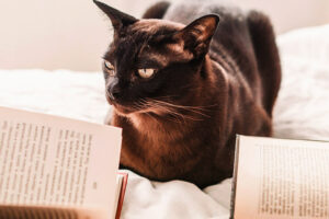 Książki o kotach. Polecenia